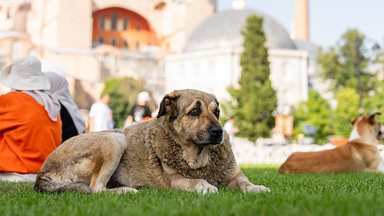 Son dakika... Sahipsiz sokak köpeği düzenlemesi: Ötenazi ibaresi metinden çıkarıldı