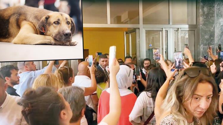 Sokak hayvanları teklifinden ötanazi kelimesi çıkarıldı