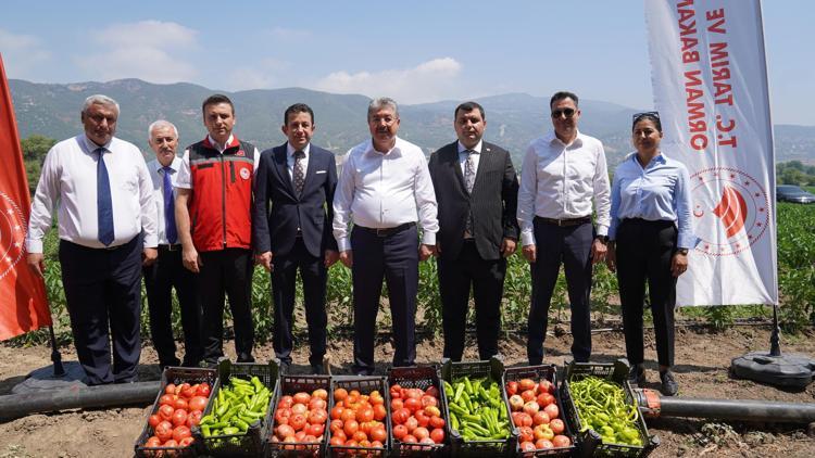 Osmaniye’de domates ve biber fidelerinden elde edilen ürünlerin hasadına başlandı