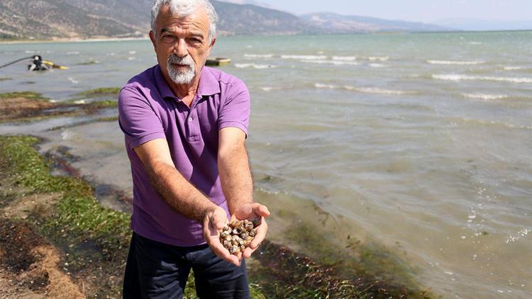 Eğirdir Gölünde tehlike: Binlerce kabuklu su canlısı ölüsü kıyıya vurdu