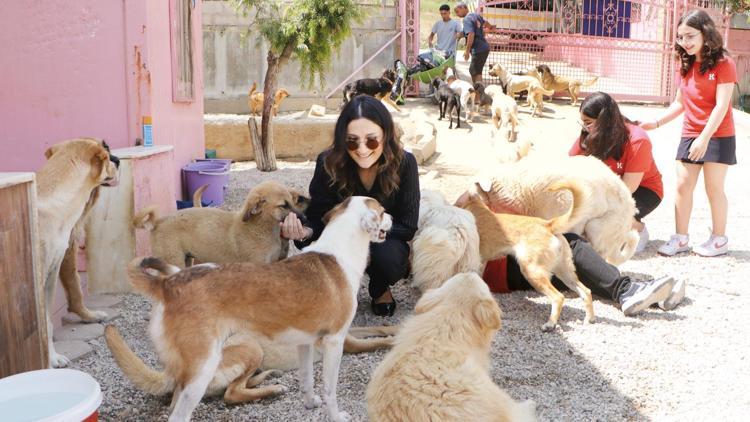 Teklif ne getiriyor... Sokak köpekleri barınaklara