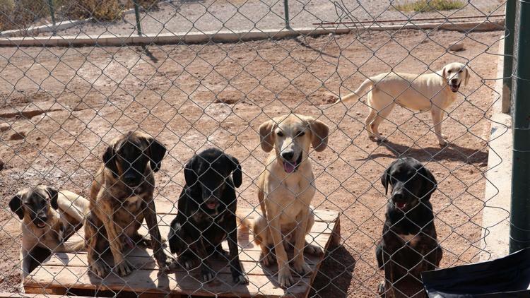 Türkiyenin 6 aylık kedi köpek maması ihracatı yüzde 27 arttı