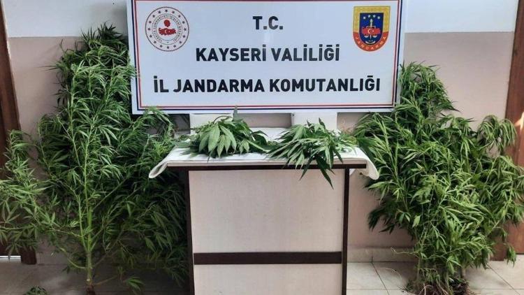 Kayseri’de kenevir yetiştiren 1 kişiye gözaltı