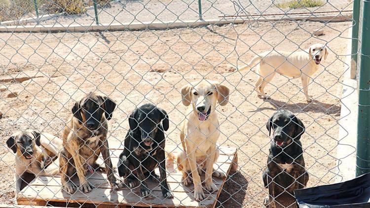 Kedi köpek maması ihracatı 73 milyon dolar