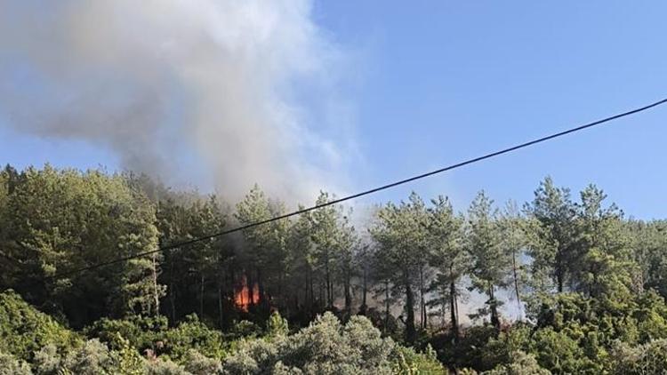 Muğla Milasta orman yangını Havadan ve karadan müdahale ediliyor