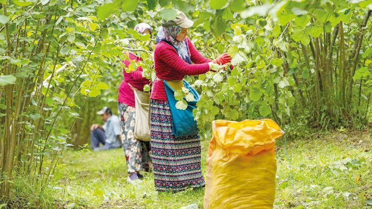 Fındıkta alım fiyatı 130 TL’yi aştı