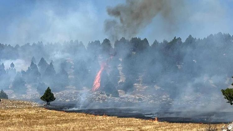 Adana Kozanda anız yangını ormana sıçradı Kontrol altına alındı