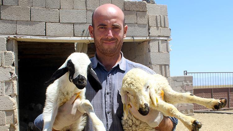 Banka şube müdüründen hayatını değiştiren karar... Çoban bulamayınca istifa etti