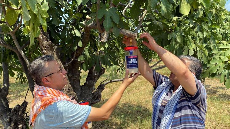 Ödemiş’te 137 üreticiye toplam 4 bin 553 ekşilik böceği tuzağı dağıtıldı