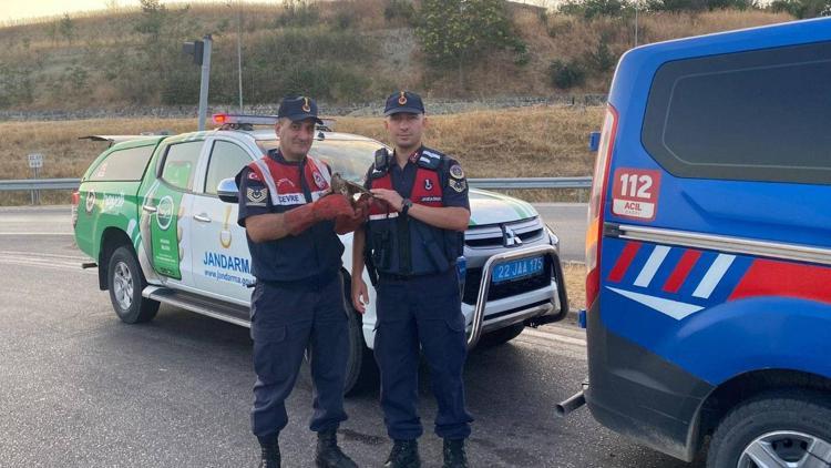 Edirne’de bulunan yaralı şahin tedaviye alındı