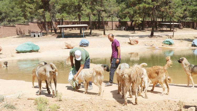 Örnek sokak hayvanları uygulaması: Sosyal medyada sahip arıyorlar