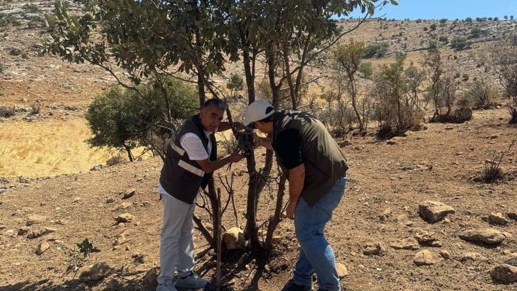 Batmanda kurulan fotokapanlarla, yaban hayatı izlenecek