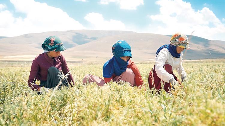 Yeşil mercimeği Kanada’dan değil Kayseri’den alacak