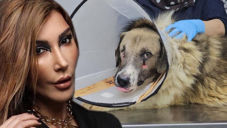 ‘Hedef tahtası’ gibi ateş edilen köpeği Hande Yener sahiplendi