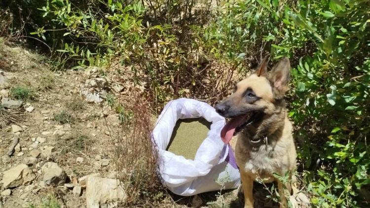 Bingöl’de 7 kilo 976 gram esrar ele geçirildi