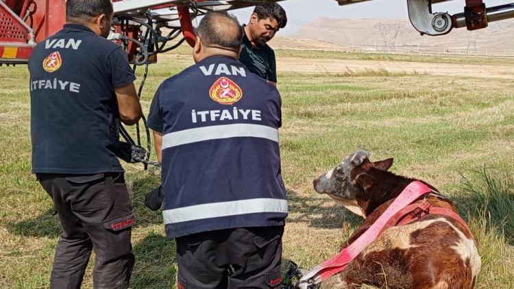 Çukura düşen ineği itfaiye kurtardı