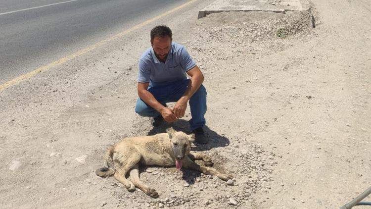 Diyarbakır Bismilde otomobilin çarpması sonucu yaralanan köpek, tedaviye alındı