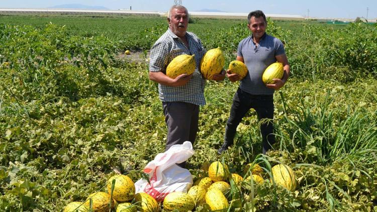 Alıcıların verdiği fiyatı az bulan üç ortak, 600 ton kavun-karpuzu ücretsiz dağıttı