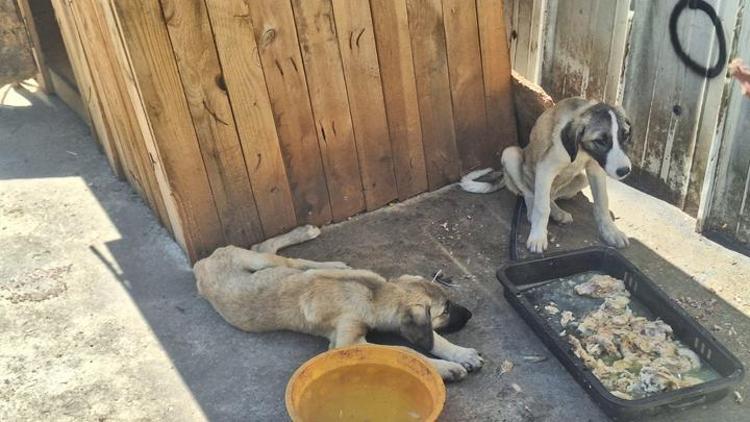 Ankara Altındağda 5 köpek ölü bulundu Büyük ihtimalle zehirlenmişler