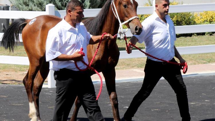 TİGEM, tay satışından tek seferde 20 milyon 845 bin liralık gelir elde etti