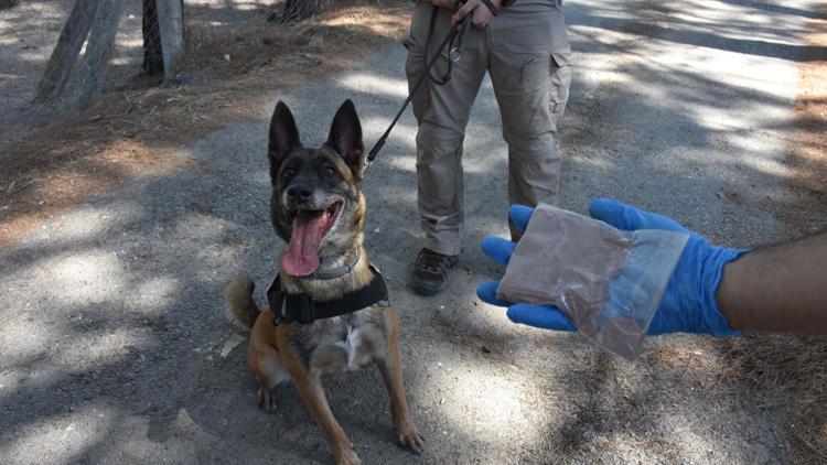 Sahibinin polise hibe ettiği ‘Layka’ narkotik köpeği oldu; çok sayıda operasyonda yer aldı