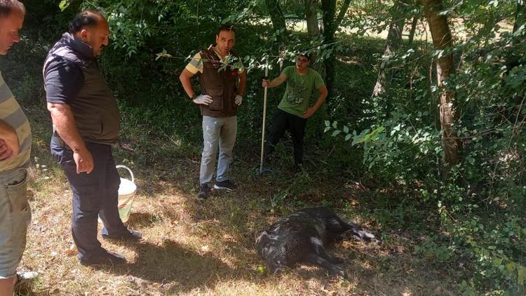 Su kuyusuna düşen yavru domuz kurtarıldı