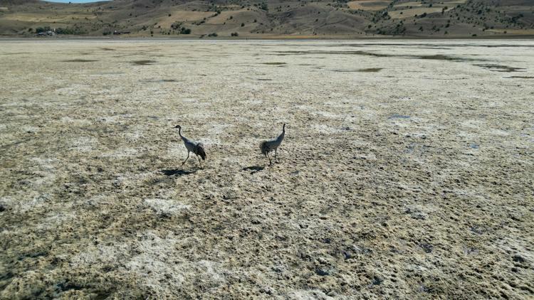 Üredikleri göl kurudu, turnalar bölgeyi terk etti