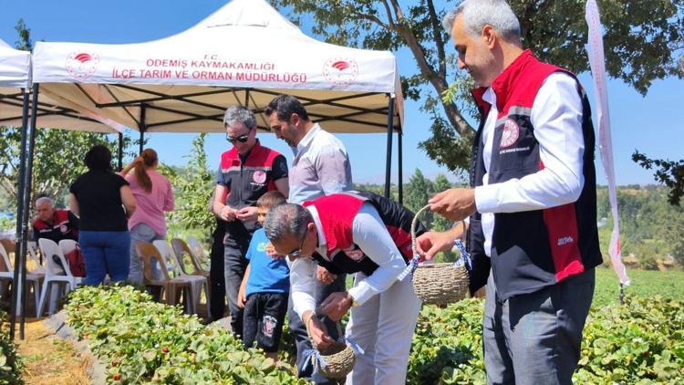 Ödemişte yetiştirilen organik çilekler hasat edildi