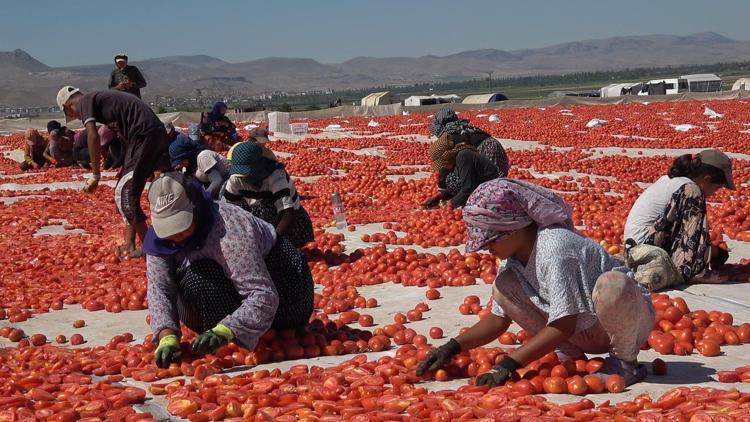 Erciyesin eteklerinde kurutulan domatesler 10 ülkeye ihraç ediliyor