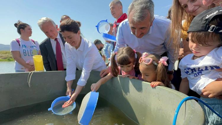 Edirnede bu yıl 10 milyon yavru sazan üretilip, iç sulara bırakıldı