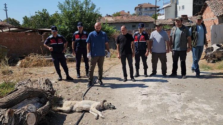 Amasya’da köpeğini kamyonete bağlayıp sürükleyen şüpheliye 1500 lira ceza