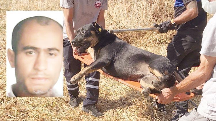 Ayhan’ı öldüren köpekler toplandı