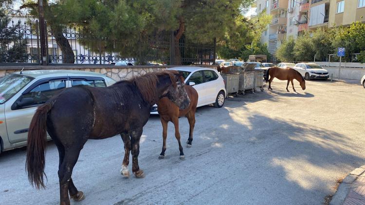 Spilin simgesi yılkı atları, kent merkezine indi