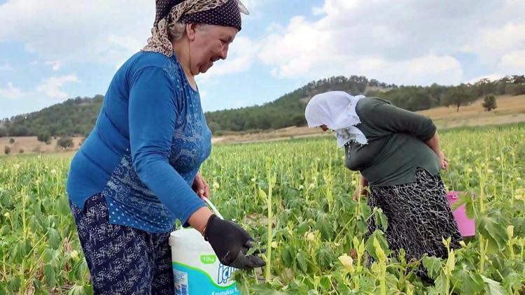 Tarladan toplayana yarı fiyatına bamya