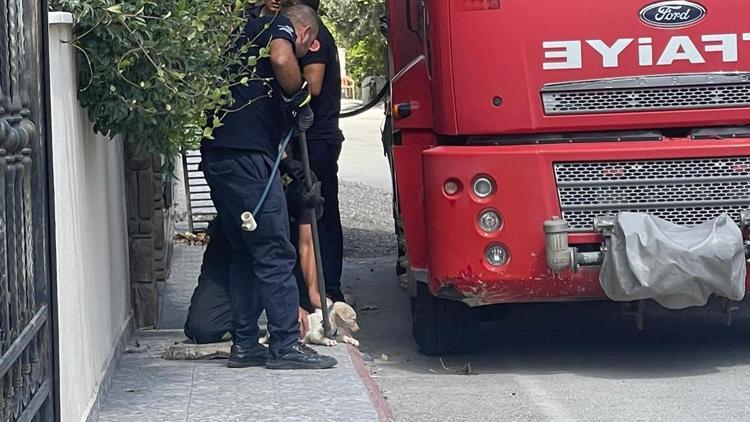 Hatay’da rögara sıkışan yavru köpekler kurtarıldı