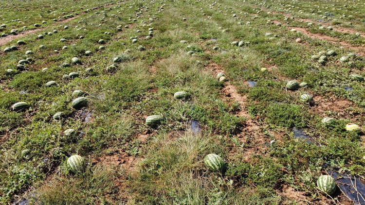 Dolunun zarar verdiği 700 dönüm karpuz tarlada kaldı; toplama maliyetli, nakliye pahalı