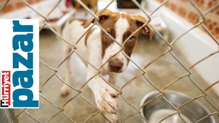 ‘O topallayan köpek sevinçten zıplamaya başladı’