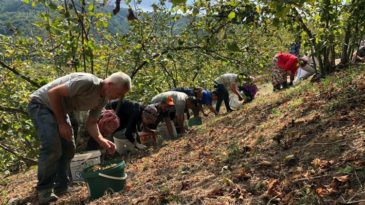 Fındık üreticisinden maliyeti düşürmek için imece usulü hasat