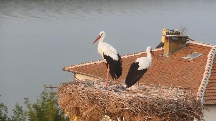 Mart ayında gelen Yaren leylek göç yoluna çıktı