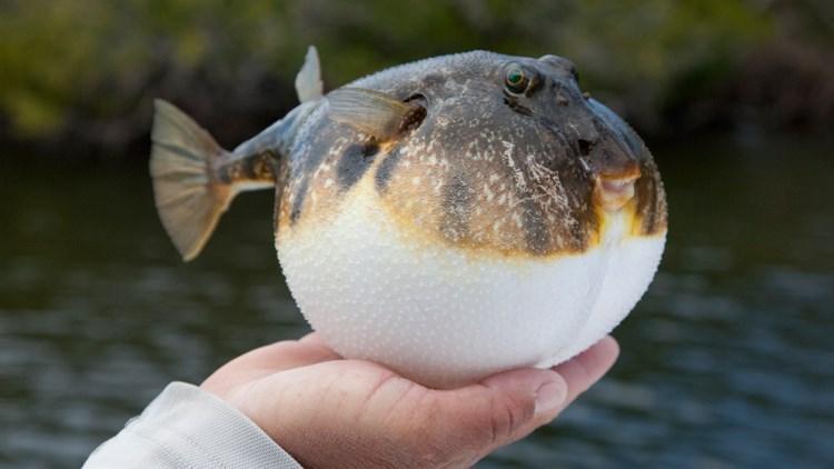 Balon balığı avlayana para