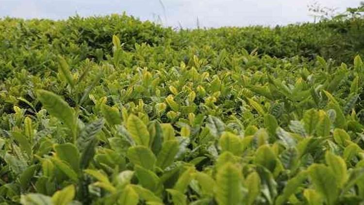 Cumhurbaşkanı Erdoğan yaş çay alım fiyatını açıkladı Cumhurbaşkanı Erdoğan yaş çay alım fiyatını açıkladı