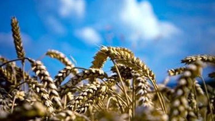 Buğday fiyatları hızlı geriledi Buğday fiyatları hızlı geriledi