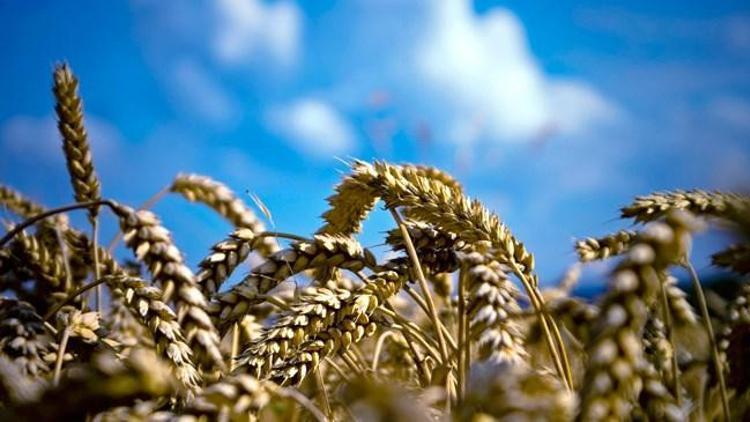 Buğday rekoltesi 20 milyon ton Buğday rekoltesi 20 milyon ton