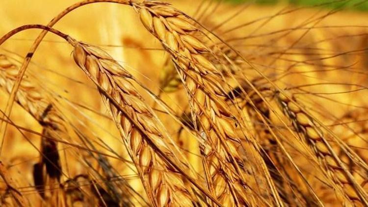 4.5 milyon ton tahıl limanlarda bekliyor