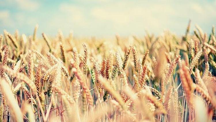 Tarım-ÜFE yıllık yüzde 68,49 arttı