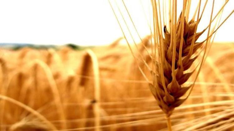 Tarımsal girdi fiyat endeksi ekimde arttı