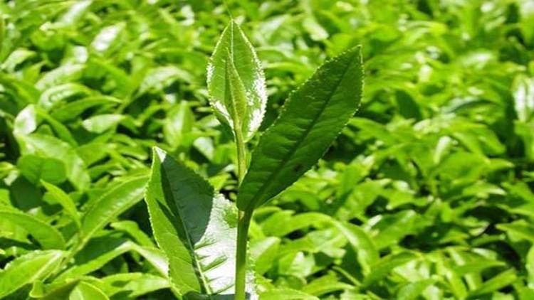 ÇAYKURda yaş çay sezonu hazırlıkları tamamlandı