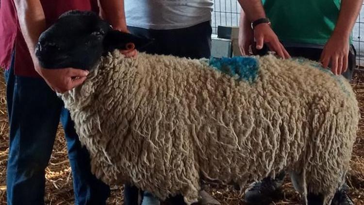 Bu koç araba fiyatına satılıyor İşte özelliği