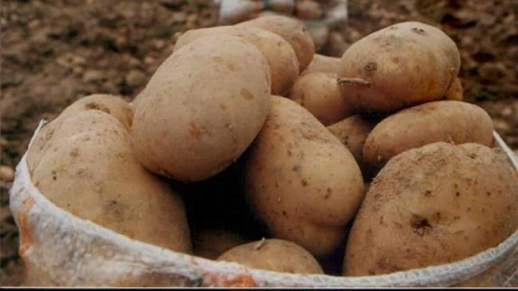 Yozgatta 6 çeşit yerli patates tohumu ekildi