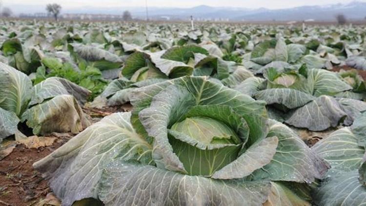 Martta en fazla lahana fiyatı arttı